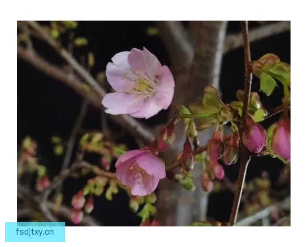 樱花落下的季节，心动不期而遇